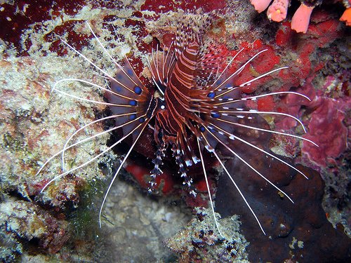 Broadbarred Firefish