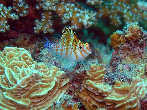 Dwarf Hawkfish