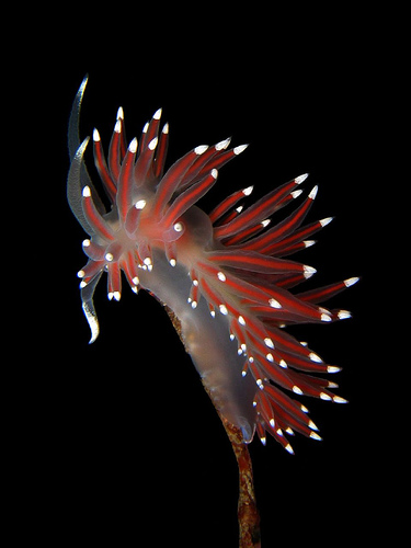 Flabellina Pellucida