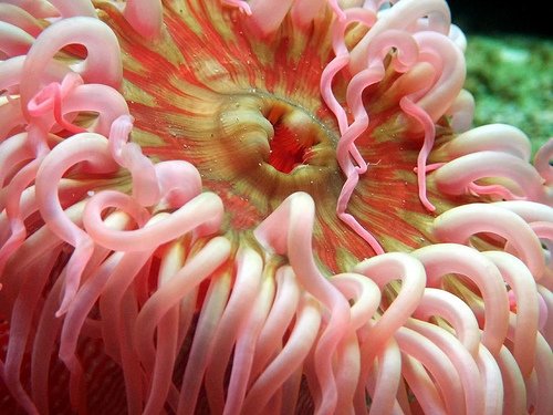 Pink Curls