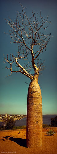 Vertical Panorama