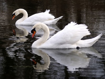 35 Beautiful Bird Photographs – APN Photography