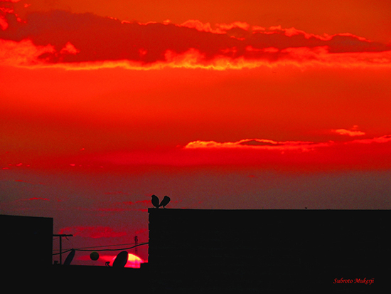 Silhouetted in sunset