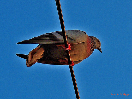 Pigeon watching the sunset